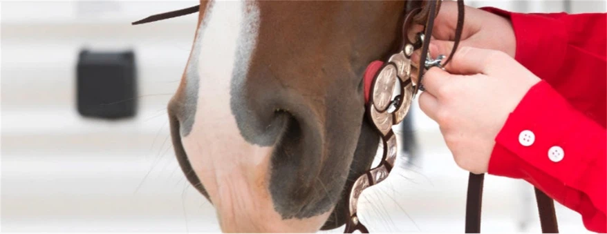 Correction and Port bits for horse Correction and Port bits for horse